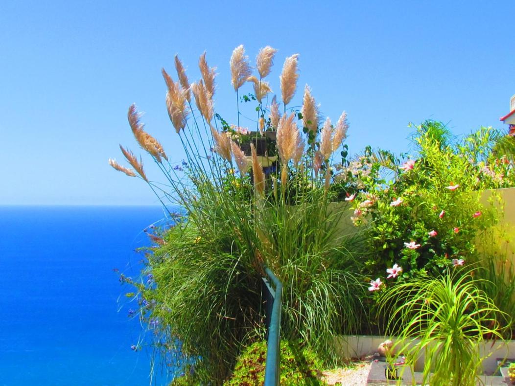 Casa Serena Apartments Arco da Calheta  Eksteriør bilde